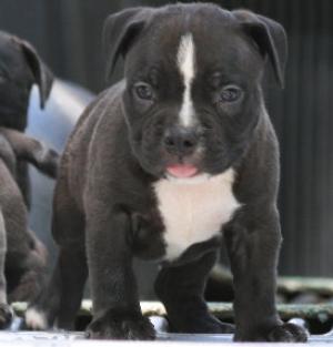 Ndnbulliesbluenosepuppies